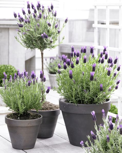 20 Beautiful Porch Planter Ideas • MW Designs Porch Planter Ideas, Full Sun Container Plants, Potted Lavender, Spanish Lavender, Lavender Seeds, Porch Planters, Container Gardening Flowers, Lavender Plant, Bonsai Garden