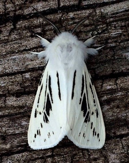 White Ermine Spilosoma lubricipeda - UKMoths White Moths, White Ermine, Poodle Moth, White Moth, Colorful Moths, Cute Moth, Cool Insects, The Moth, Art Pretty