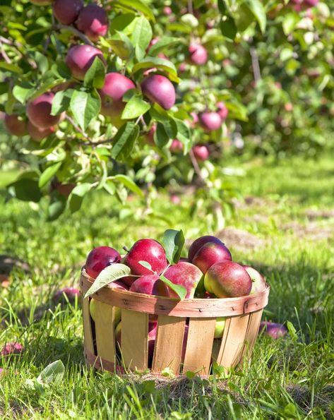 Vegetable Pictures, Tree Of Life Tattoo, Fruit Photography, Fall Apples, Apple Pear, Apple Fruit, Apple Harvest, Apple Orchard, Harvest Time