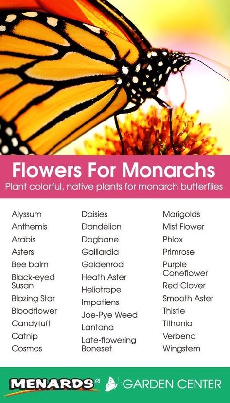 Monarch Waystation, Monarch Garden, Monarch Butterfly Garden, Butterfly Feeders, Attracting Butterflies, Butterfly Feeder, Butterfly Garden Plants, Butterfly Gardens, Butterfly Garden Design