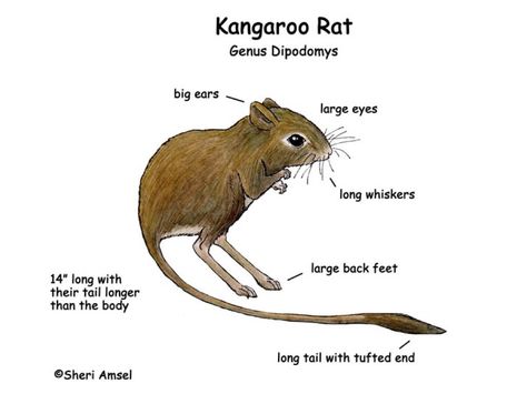 Kangaroo Rat Jumping | Presentation Software that Inspires | Haiku Deck Rat Facts, Australian Mammals, Kangaroo Rat, Mouse Rat, Sonoran Desert, Large Eyes, Weird Creatures, Long Tail, Rodents