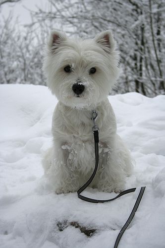 Flagged759 | Flickr - Photo Sharing! Westie Puppies, Highlands Terrier, Westie Dogs, White Terrier, White Dog, West Highland Terrier, West Highland White Terrier, Sweet Dogs, White Dogs