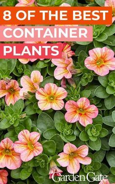 Backyard Patio Flowers Potted Plants, Summer Flower Pots Porches, Summer Potted Plants Patio, Flower Pots Planting Ideas, Best Outdoor Plants For Zone 9, Summer Outdoor Planter Ideas, Flowers Containers Ideas Planters, Easy Care Outdoor Plants, Patio Flower Pot Ideas Full Sun