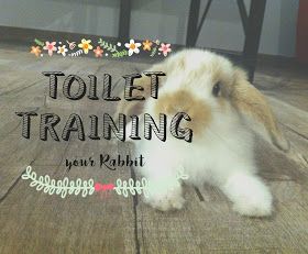 Pet Rabbit Care, Cat Toilet Training, How To Potty Train, Bunny Hutch, Raising Rabbits, Pet Bunny Rabbits, Indoor Rabbit, Mini Lop, Rabbit Cages