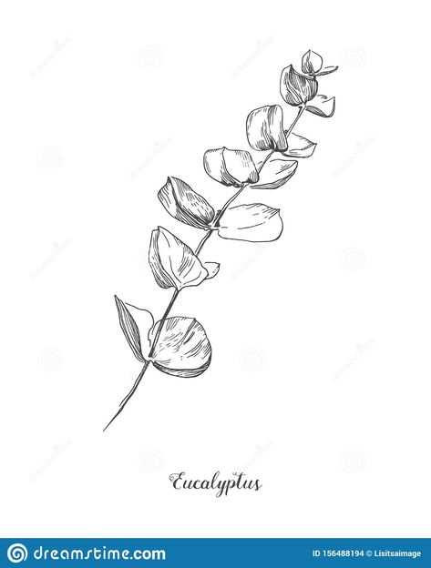 Eucalyptus branch. Hand Drawn Botanical line art illustration. drawing set. Collection of sketch branches with foliage. Illustration about leaf, botanical, invitation - 156488194 Eucalyptus Illustration Botanical, Line Art Eucalyptus, Eucaplytus Tattoo, Foliage Drawing Leaves, Eucalyptus Branch Tattoo, Fine Line Eucalyptus Tattoo, Eucalyptus Leaf Tattoo, Eucalyptus Sketch, Eucalyptus Line Drawing