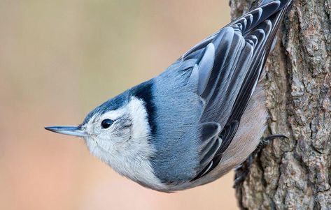 White Breasted Nuthatch, Climb A Tree, Nuthatches, Instagram Challenge, River Edge, Woodpeckers, Photography Awards, Cute Animal Pictures, Sunflower Seeds