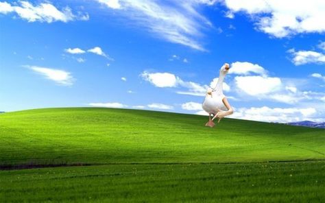 Funny Backgrounds For Laptop, Silly Laptop Wallpaper, High Quality Computer Wallpaper, Funny Laptop Backgrounds, Computer Wallpaper Funny, Funny Laptop Wallpaper, Funny Desktop Wallpaper, Funny Computer Backgrounds, Windows 10 Desktop Backgrounds