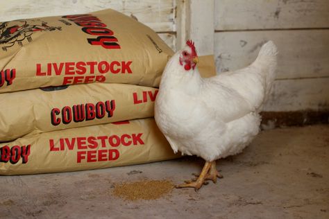 15 Ways to Save Money on Chicken Feed Cheap Chicken Feed, Making Your Own Chicken Feed, Mixing Your Own Chicken Feed, Mix Your Own Chicken Feed, Chicken Layer Feed, Herbs For Chickens, Boneless Chicken Wings, The Prairie Homestead, Prairie Homestead