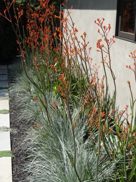 kangaroo paw and blue oat grass Blue Oat Grass, Moderne Have, Australian Garden Design, Australian Native Garden, Front Garden Design, Kangaroo Paw, Australian Garden, Australian Native Plants, Coastal Gardens