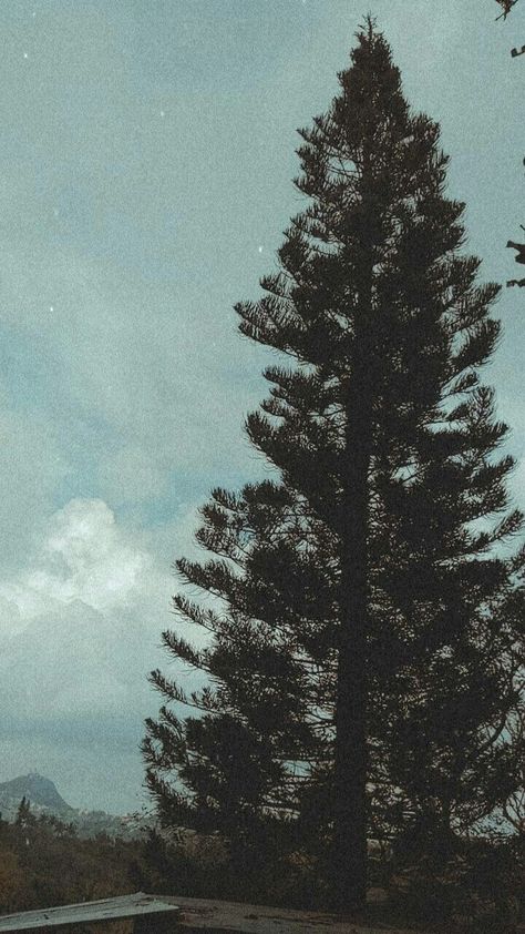 Thalia's Pine Tree, Tree Background Aesthetic, Pine Tree Photography, Tagaytay Photography, Pining Aestethic, Pine Trees Aesthetic, Tagaytay Aesthetic, Pine Tree Aesthetic, Nathan Aesthetic