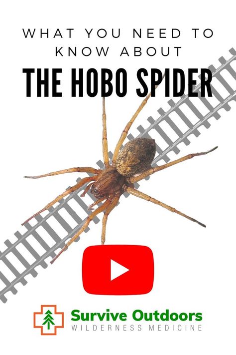 The Hobo Spider, ( Eratigena agrestis ) has been mislabeled as a dangerous spider to humans. We attempt to clarify and look at the facts. Its origin, how it got named and how the confusion started as well as the confusion in the medical community. Hobo Spider, Dangerous Spiders, Spider Bite, Brown Recluse Spider, Brown Recluse, Spider Bites, Bug Bites, Arthropods, Arachnids