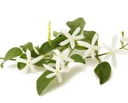 Jasmine Drawing, Ritz Paris, Lovely Perfume, Jasmine Flowers, Potted Plants Outdoor, Star Jasmine, Rose Lavender, Organic Mulch, Lavender Lemon