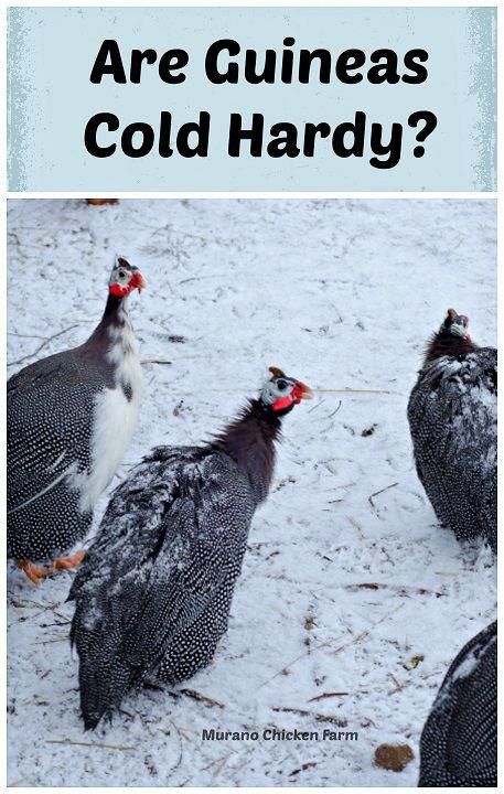 Guinea Fowl Coop Ideas, Chickens For Eggs, Guinea Hens, Sleep Outside, Homestead Animals, Raising Ducks, Chicken Keeping, Homesteading Ideas, Urban Chickens