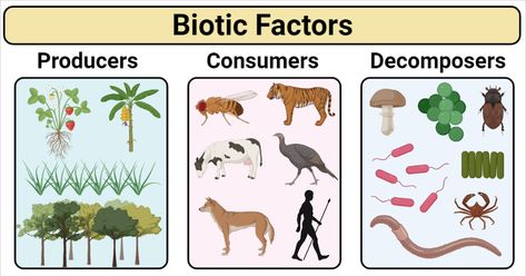 Last Updated on February 10, 2021 by Sagar Aryal The ecosystem is made up of biotic and abiotic factors. Abiotic factor comprises non-living components like sunlight, temperature, water, soil, wind, humidity and radiations. These are the physical and chemical agents that ultimately affects the biotic factors. Biotic factor or components means the living things of an eco-system. It is also ... Read moreBiotic Factors- Definition, Types, Examples and Factors Affecting The post Biotic Factors- Defi Biotic And Abiotic Factors, Producers Consumers Decomposers, Biotic Factors, Abiotic Factors, Biotic And Abiotic, Microbiology Notes, Science Prints, Nitrogen Fixation, Animal Classification