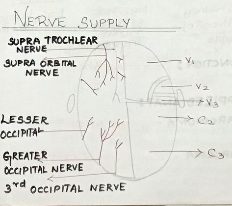 STENCILDENT : NERVE SUPPLY OF SCALP - LEARN IT EASY WITH STENCIL... Anatomy Notes, Easy Notes, Biochemistry Notes, Oral Pathology, Hypersensitivity Reactions, Septic Shock, Louis Pasteur, Sensory Nerves, General Surgery