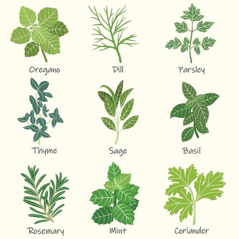 Doodle freehand sketch drawing of culinary herbs. Different Types Of Herbs, Dill Plant Drawing, How To Draw Herbs, Herbs Drawing Simple, Herb Garden Drawing, Herb Painting Acrylic, Herb Garden Illustration, Herb Line Drawing, Herb Drawings Simple