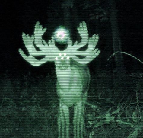 A Deer, In The Woods, At Night, To Look, Deer, Green