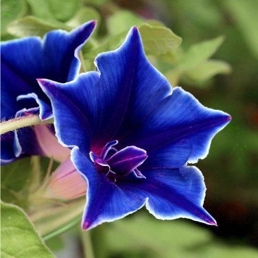 Morning Glory Seeds, Morning Glory Vine, Easy Perennials, Blue Morning Glory, Blue Morning, Climbing Vines, How To Attract Hummingbirds, Growing Seeds, Prince Edward Island