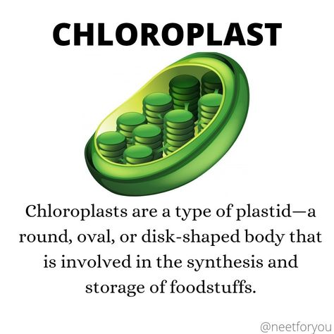 Plant Biology, Biology Facts, Ap Biology, Cell Structure, Plant Cell, Notes Inspiration, Science Project, Science Projects, The Plant