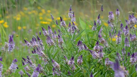 Native plants are species that are made to grow within the conditions we have in Arkansas, so they will be the easiest to grow and maintain. Low Maintenance Landscape Ideas, Low Maintenance Landscape, Native Plant Landscape, Wild Geranium, Native Plant Gardening, Invasive Plants, Dogwood Flowers, Low Maintenance Landscaping, Landscape Plan