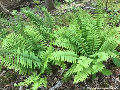 Polystichum acrostichoides Polystichum Acrostichoides, Common Names, Types Of Flowers, Leaf Shapes, Colorful Flowers, Perennials, Wild Flowers, Plants