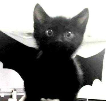 cat pfp bat wings stare. Baby Bats, Images Kawaii, Silly Cats Pictures, A Black Cat, Gothic Aesthetic, Cat Icon, Silly Animals, Open Your Eyes, Cat Aesthetic