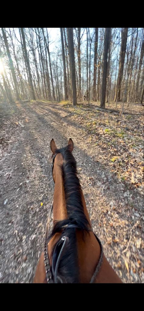 Hours Riding Aesthetic, Horse Rider Aesthetic, Bay Horse Aesthetic, Horseback Riding Aesthetic, Bay Horse Photography, Dark Bay Horse Aesthetic, Riding Aesthetic, Horse Back Riding Aesthetic Western, Realistic Pictures