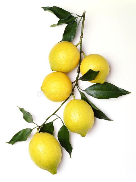 Bunch of Lemons. With leaves on white , #Ad, #Lemons, #Bunch, #white, #leaves #ad Lemon Pictures, Lemon Branch, Lemon Leaves, Fruit Photography, Lemon Decor, Flower Bird, Lemon Tree, Fruit And Veg, Painting Photos