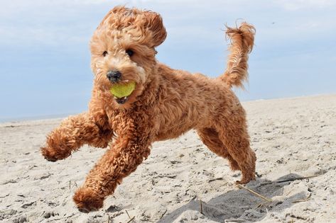 Goldendoodle F1bb Goldendoodle, F1b Goldendoodle, Puppy Stages, Doodle Puppy, Fluffy Puppies, Goldendoodle Puppy, Doodle Dog, Purebred Dogs, Puppy Play