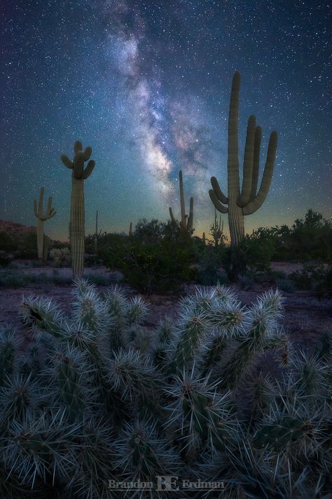 Sonora Desert, Desert Aesthetic, Travel Photography Nature, Visit Arizona, Desert Photography, Desert Life, Arizona Travel, Beautiful Places On Earth, Sonoran Desert