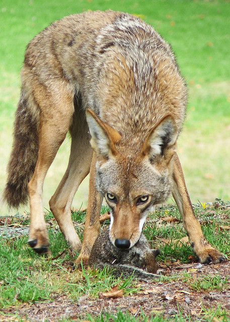 Coyote Pictures, Coyote Reference, Funny Coyote Pics, Coyote Photography, Coyote Animal, Coyote Sitting, Baby Wolves, Coyote Hunting, Deer Hunting Blinds