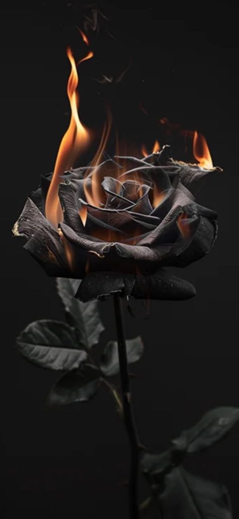 Black Shadow Image, Black Rose Wallpaper, Dark Rose Wallpaper Aesthetic, Burning Black Rose, Black Rose Aesthetic Dark, Black Rose Background Wallpapers, Rose Flower Black Background, Wallpaper Mawar, Black Rose On Fire Wallpaper