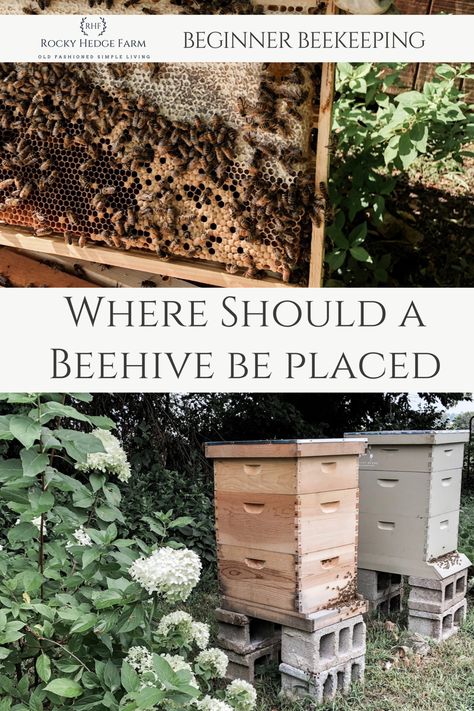 Honey Bee Farming, Honey Bees Keeping, Keeping Bees, Bee Hive Plans, Backyard Bee, Beekeeping For Beginners, Raising Bees, Backyard Beekeeping, Honey Bee Hives