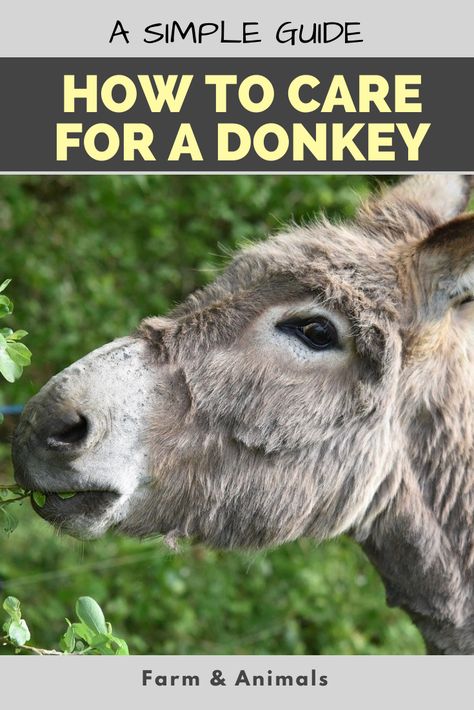 Donkey As A Pet, Caring For Donkeys, How To Care For Donkeys, Donkey House Ideas, Donkey Farm Ideas, Donkey Care Tips, Donkey Barn Ideas, Mini Donkey Care, Guard Donkey