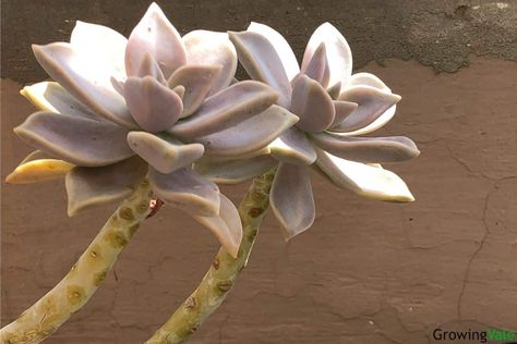 Ghost plants have been grown for centuries as ornamental succulents and also for use in natural medicines. Here's how to grow and care for... Seed Raising, The Tiny Seed, Succulent Seeds, Ghost Plant, Mother Plant, Growing Indoors, Natural Medicine, Cacti And Succulents, Star Shape