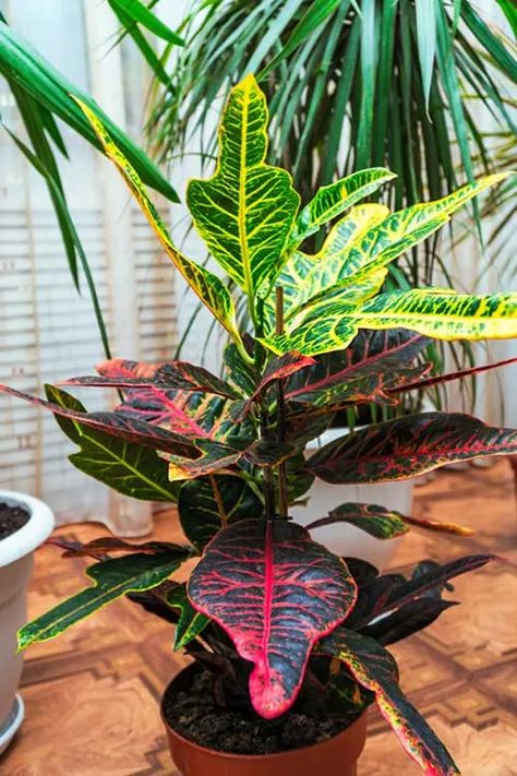 Crotons Plants, Croton Plant Care, Croton Plant, Codiaeum Variegatum, Container Gardening Flowers, Scientific Name, Lovely Flowers Wallpaper, Foliage Plants, Garden Crafts