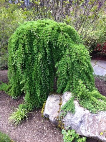 Weeping Larch (Larix decidua 'Pendula'). A weeping ornamental tree with soft green needles in the spring that turn a nice golden colour in the fall. Loses its needles in the winter and is moisture tolerant. An excellent specimen tree for small landscapes and water features. Weeping Larch, Small Landscape Trees, Conifers Garden, Larch Tree, Small Landscape, Specimen Trees, Garden Shrubs, Ornamental Trees, Garden Trees