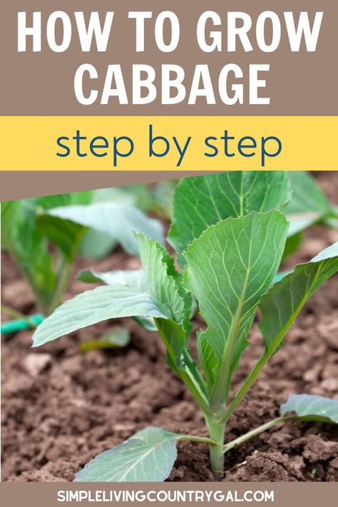 How To Store Cabbage, Grow Cabbage, Growing Cabbage, Cabbage Plant, Cabbage Flowers, Growing Spinach, Growing Sweet Potatoes, Grow A Garden, Growing Peppers