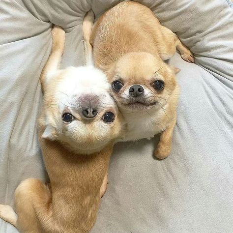 Teacup Chihuahua Puppies, Teacup Chihuahua, Chihuahua Lover, Cute Chihuahua, Chihuahua Love, Cute Animals Images, Chihuahua Puppies, Silly Animals, Chihuahua Dogs