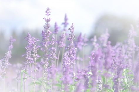 Soft focus a violet lavender field. past... | Premium Photo #Freepik #photo #background #flower #nature #landscape Flower Desktop, Flower Desktop Wallpaper, Lilac Aesthetic, Color Blur, Green Leaf Background, Orange Orchid, Cosmic Love, Tiny White Flowers, Background Flower