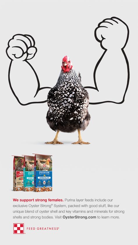 Chicken feed with confidence. Give your hens all the nutrients they need by feeding Purina® layer feed. Our layer feeds include the Oyster Strong® System so there’s no need to supplement. #PurinaPoultry #FeedGreatness Meat Art, Layer Feed, Company Banner, Health Ads, Chicken Poster, Poultry Feed, Chicken Health, Meat Shop, Chicken Feed