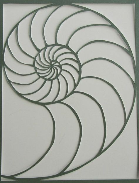 (3) WhatsApp Nautilus Shell Drawing, Shell Silhouette, Fiddlehead Fern, Spirals In Nature, Silhouette Paper, Nautilus Shell, Decoration Originale, Shell Art, Stained Glass Patterns