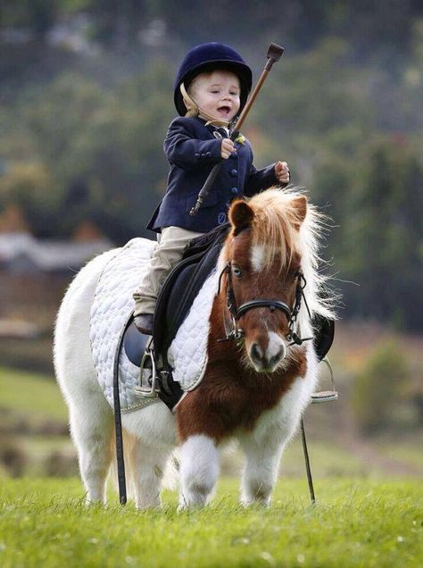 Cute Ponies, Shetland Pony, Mini Horse, Baby Horses, All The Pretty Horses, Miniature Horse, Horse Crazy, Cute Horses, Horse Photos