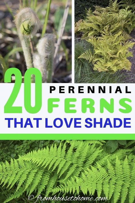 20 Perennial Ferns That Love Shade | Gardening Perennial Ferns, Fern Varieties, Blueberry Gardening, Christmas Fern, Evergreen Ferns, Perennials Flowers, Types Of Ferns, Japanese Painted Fern, Garden Front Yard