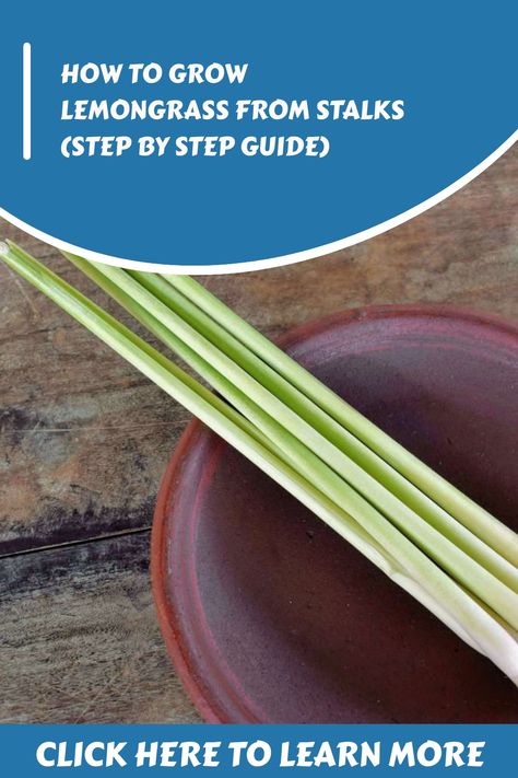 Learn how to grow your own lemongrass plant from a stalk in an easy step-by-step guide. Harvest in 2-4 months. FAQs and more vegetables to regrow. Lemongrass Recipes, Grow Lemongrass, Lemongrass Plant, Easy Herbs To Grow, How To Grow Lemon, Edging Plants, Gardening Techniques, Thriving Garden, Bountiful Harvest