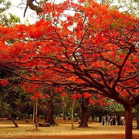 Add a splash of fiery beauty to your garden or indoor space with the Gulmohar Plant Tree (Delonix regia). Known for its ornamental value, the Gulmohar tree is a popular choice for adding a touch of tropical charm to any landscape. #ad Delonix Regia, Royal Poinciana, Jacaranda Tree, Tree Seedlings, Flame Tree, Fast Growing Trees, Tree Seeds, Ornamental Trees, Garden Pathway