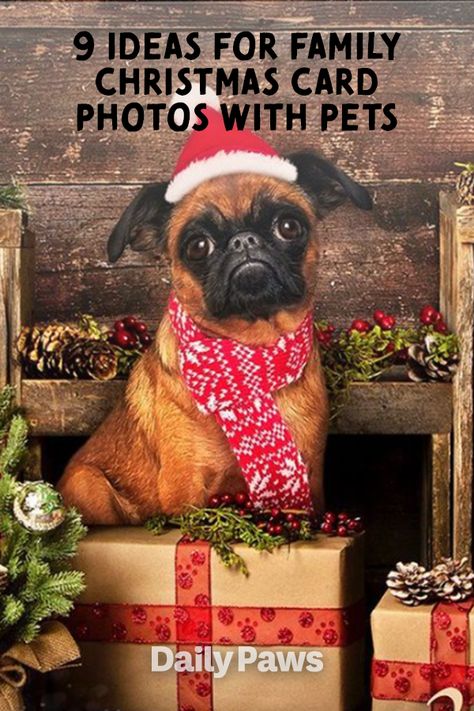 Sending out Christmas cards and want to include your dog in the picture? Here's how! #petetiquette #petowner #petparent #activepets #dogactivities #catactivities Funny Dog Holiday Card Photo Ideas, Woman And Dog Christmas Card, Pet Christmas Portraits, Animal Christmas Cards Photo Ideas, Funny Pet Christmas Cards, Christmas Card Photo Ideas For Couples With Cats, Christmas Cards With Pets, Holiday Card With Dog, Funny Dog Christmas Pictures