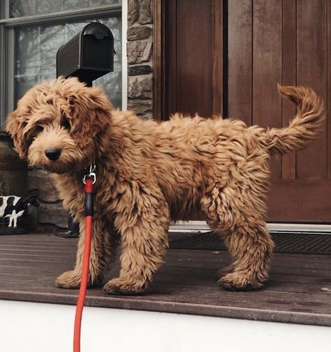 Small Goldendoodle, Teacup Pomeranian Puppy, Golden Doodle Puppy, Mini Goldendoodles, Mini Golden Doodle, Pomeranian Puppy Teacup, Mini Goldendoodle Puppies, Golden Doodles, Teacup Puppies For Sale