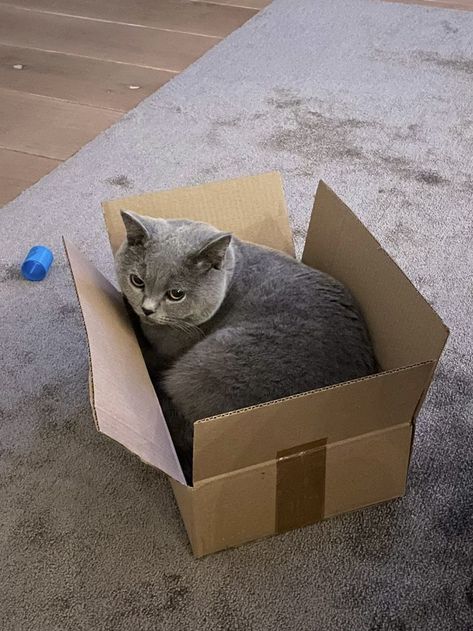 cute cats, funny cats, kitten in a box, british shorthair British Shorthair Cats Aesthetic, Tabby British Shorthair, Grey British Shorthair, British Cat, British Shorthair Kittens, Short Hair Cats, British Shorthair Cats, Gray Cat, Pets 3