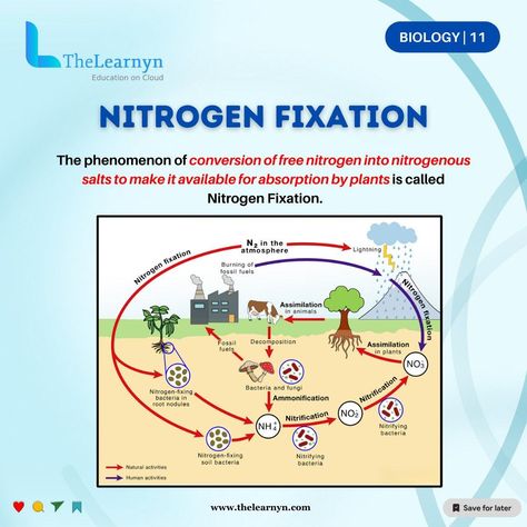 The secrets of nitrogen fixation! Ever wondered how essential nutrients like nitrogen make their way into the food chain? Enter nitrogen fixation, nature's ingenious method of converting atmospheric nitrogen into forms usable by plants and other organisms. 🌿 This biological marvel, often facilitated by specialized bacteria, is the backbone of agricultural productivity, ensuring fertile soils and bountiful harvests. #Nature #EducateInspire #NitrogenFixation #ScienceExploration #nitrogen ... Biology Plants, Nitrogen Fixation, Study Tips For Students, Bountiful Harvest, Human Activity, Food Chain, Essential Nutrients, Playing Card, Study Tips